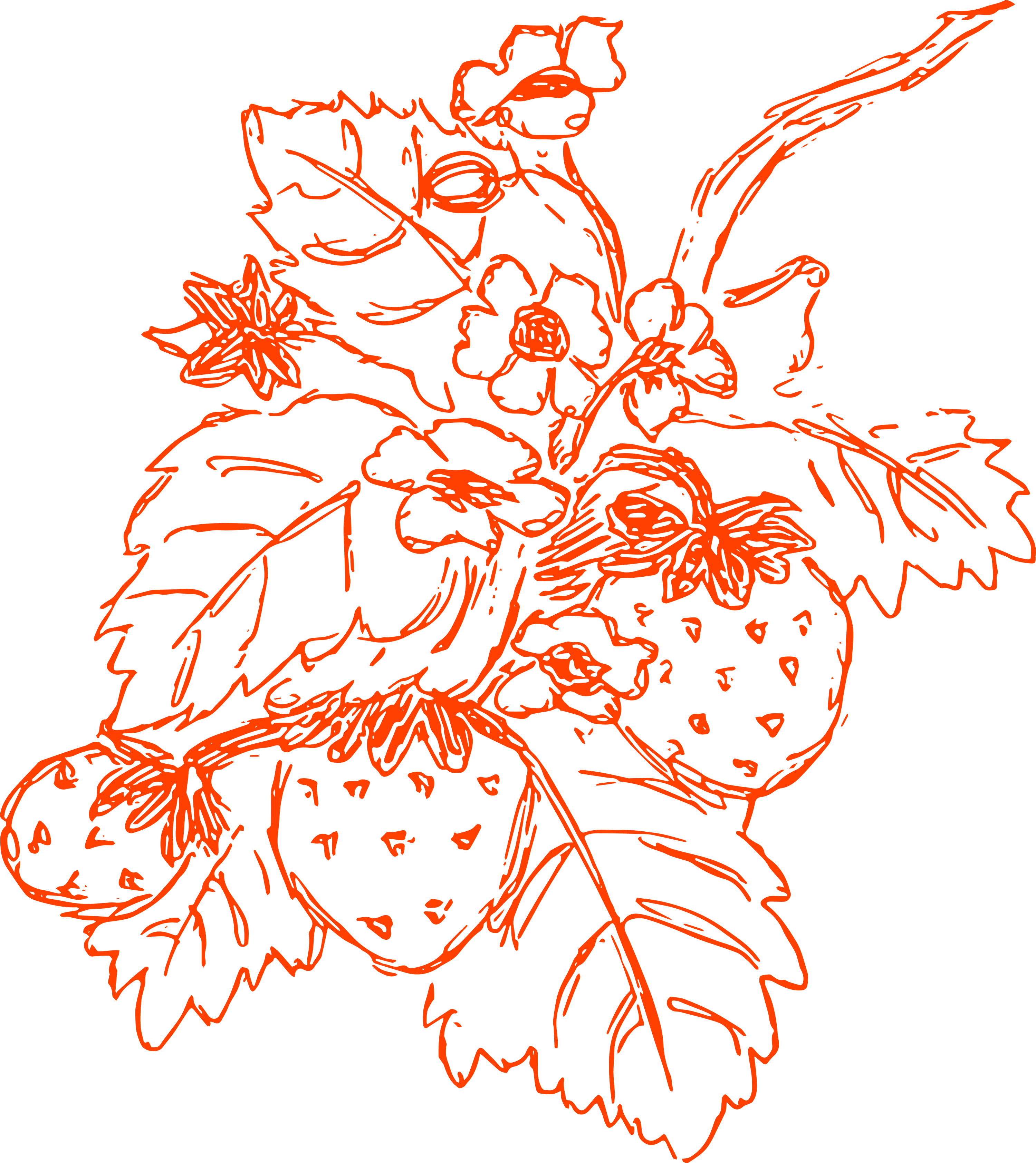 Strawberries
