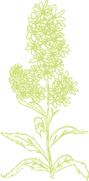 green plant drawing