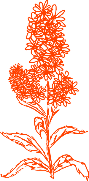 Red plant drawing