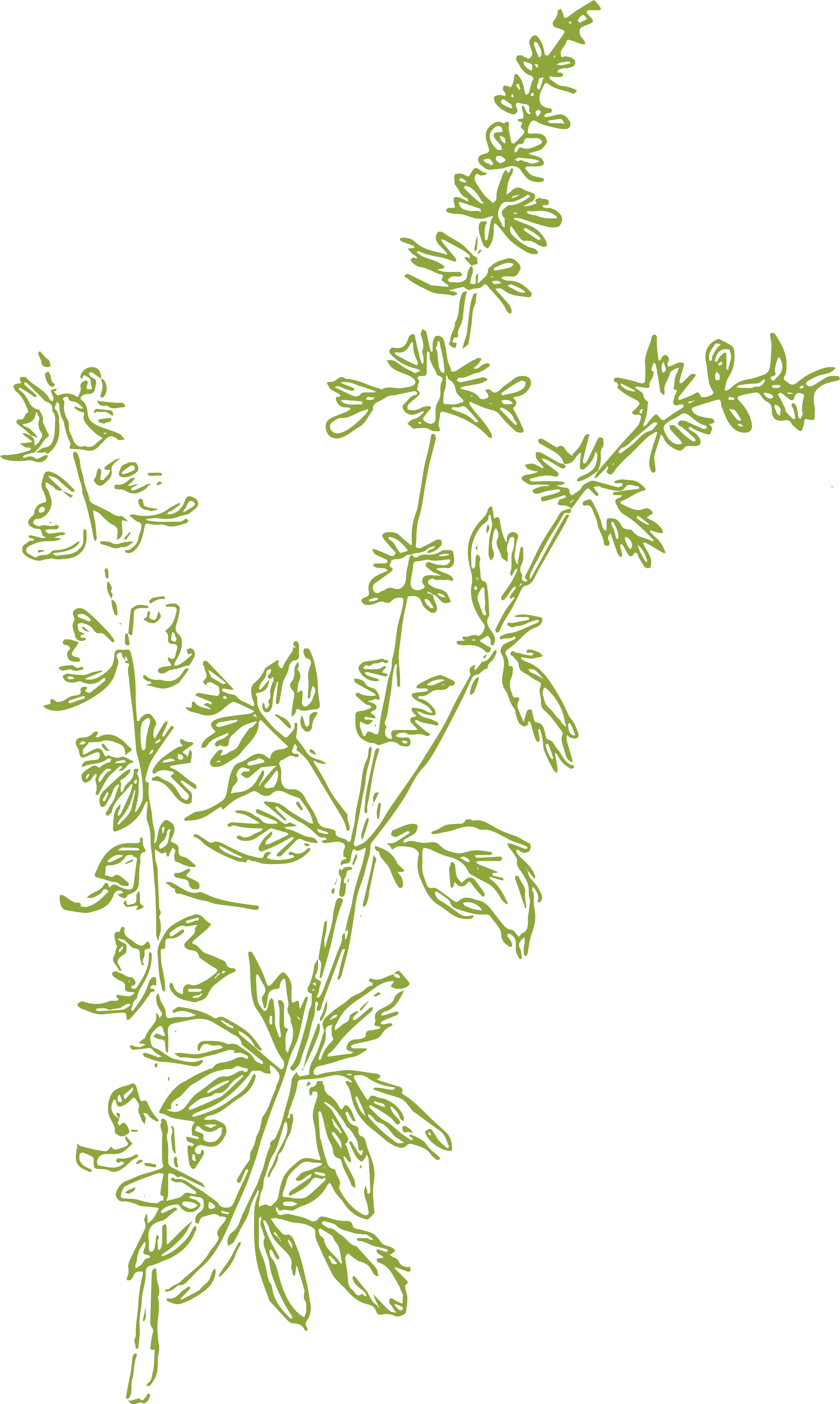 bundle of herbs drawing, green