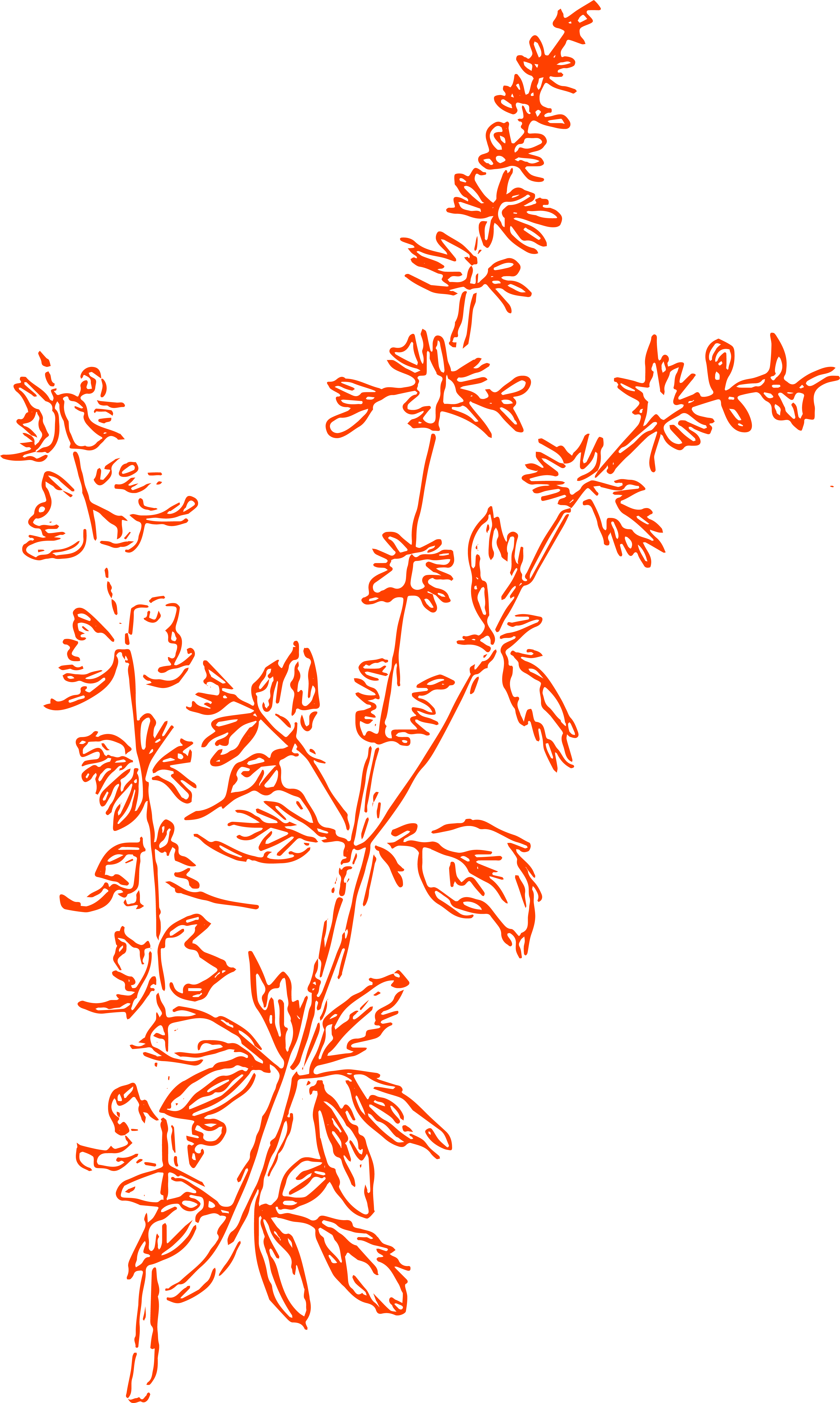 bundle of herbs drawing, red