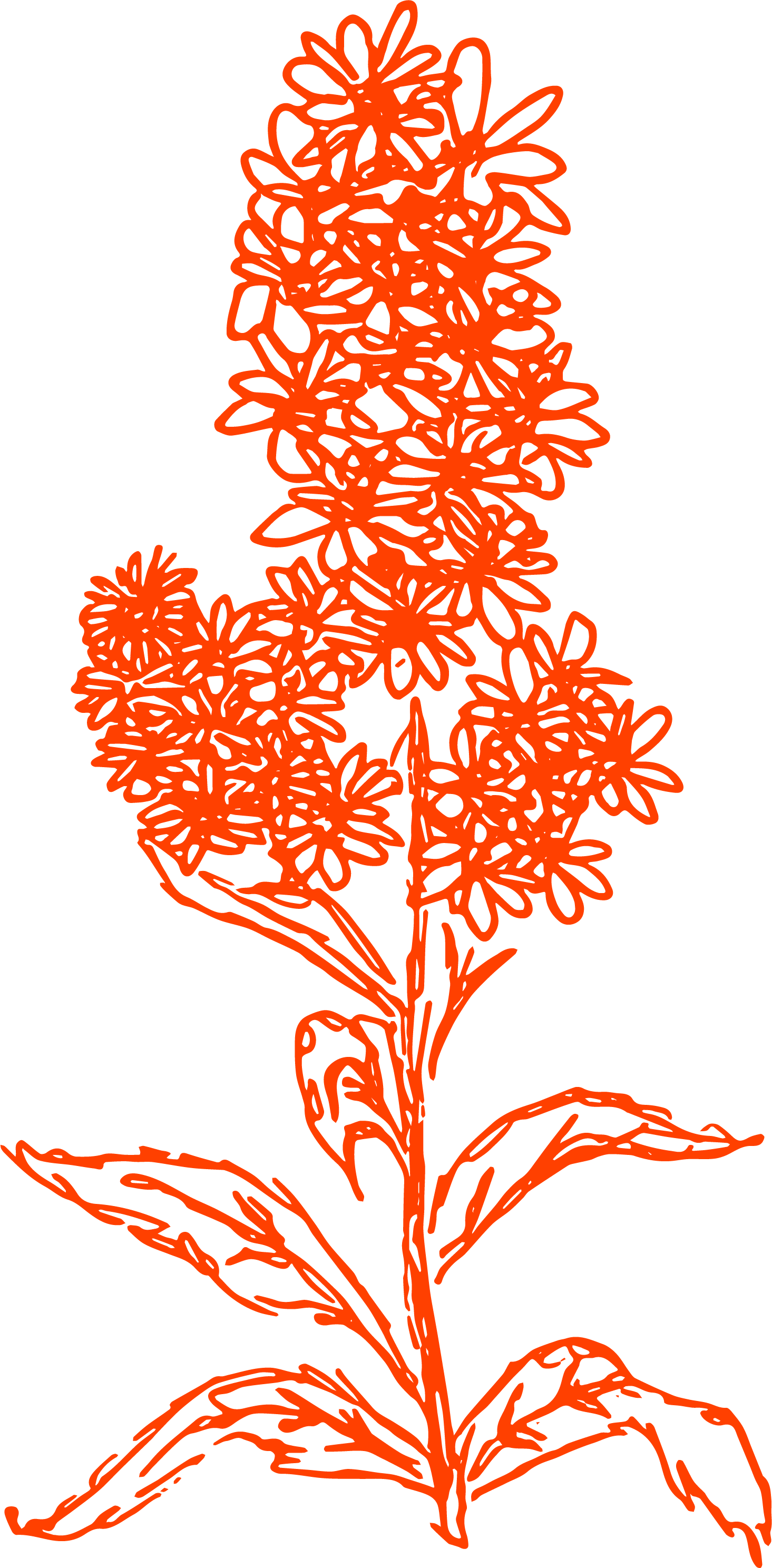 red flower