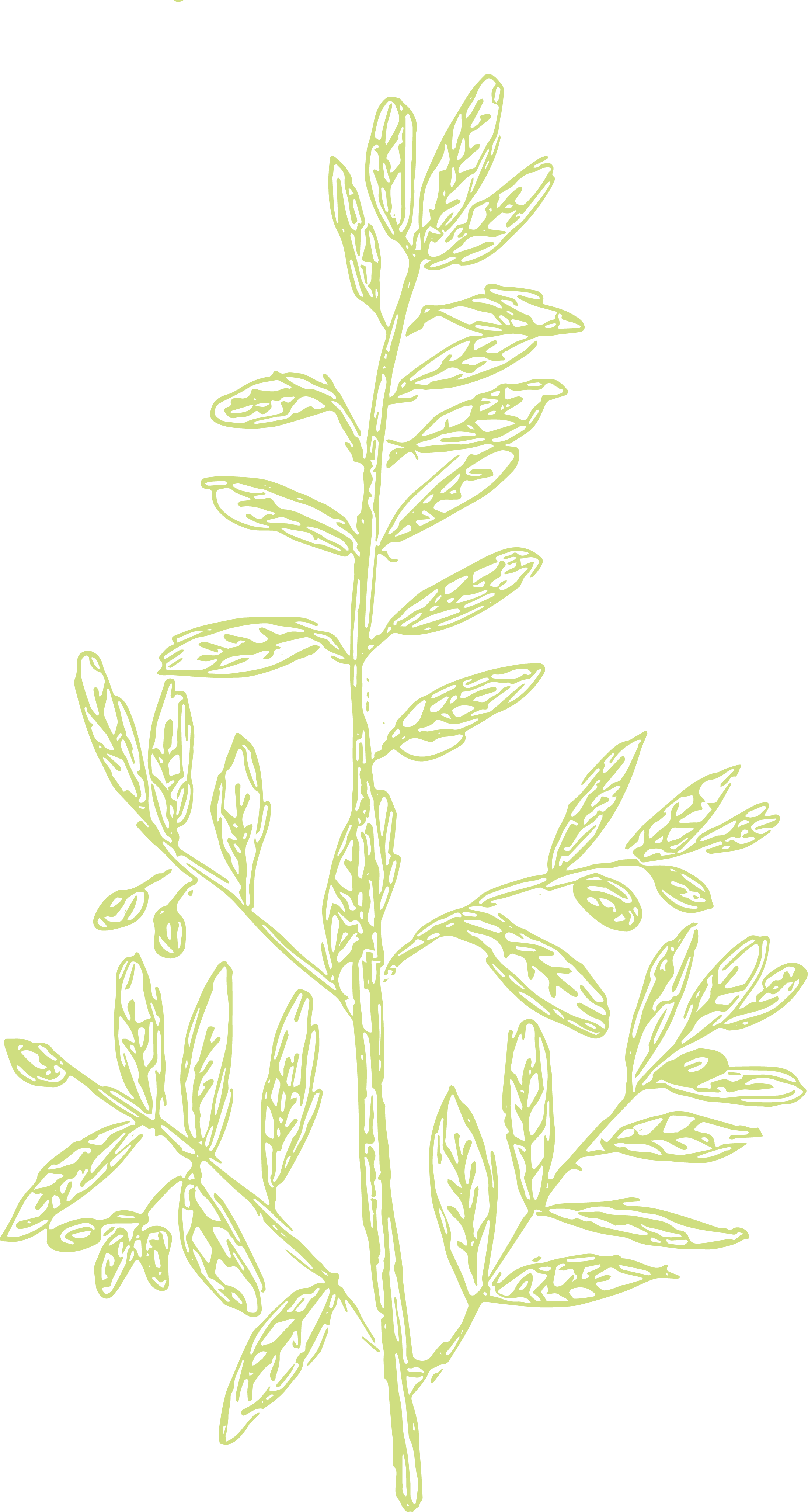 green herb