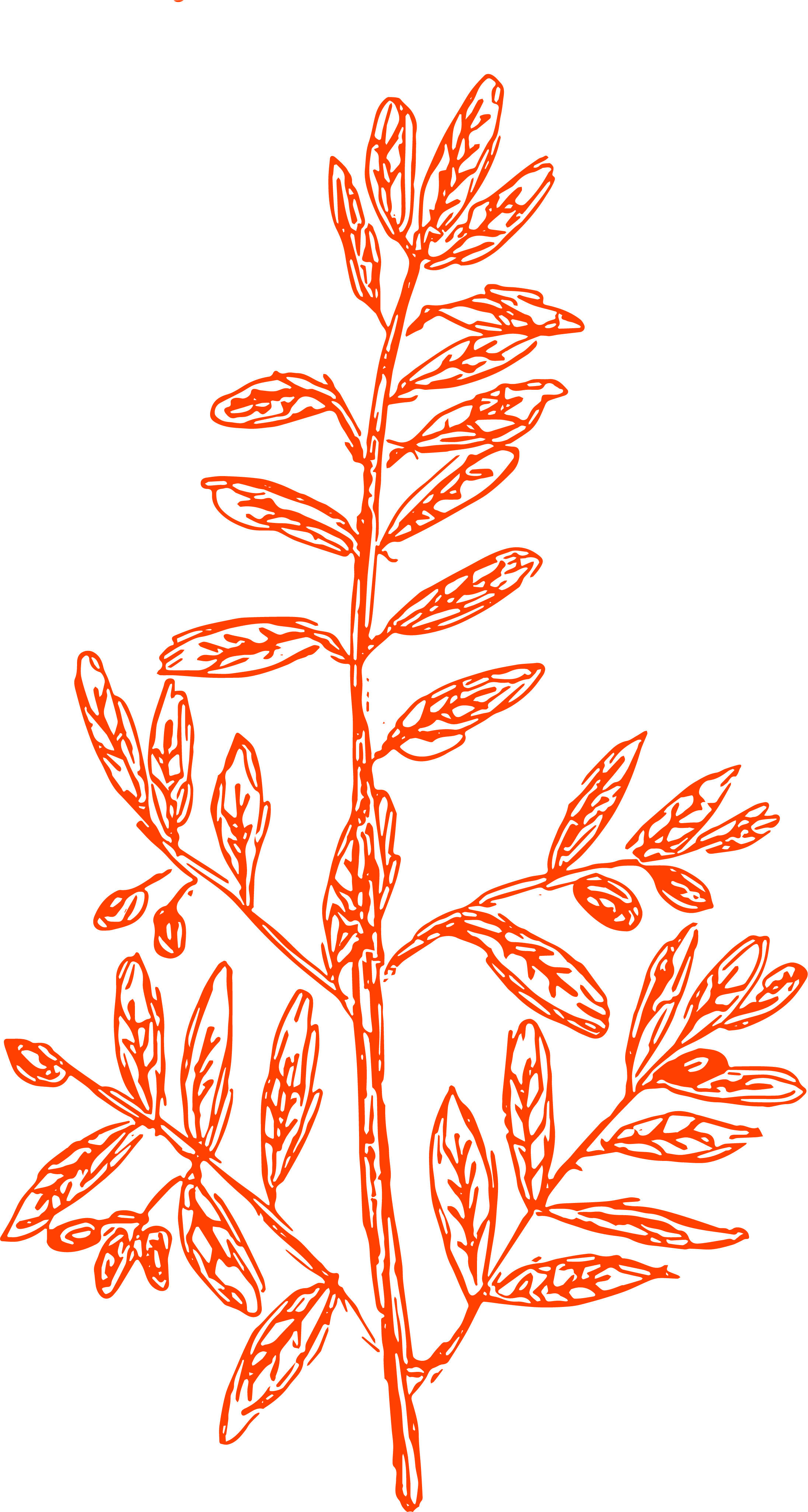 red herb