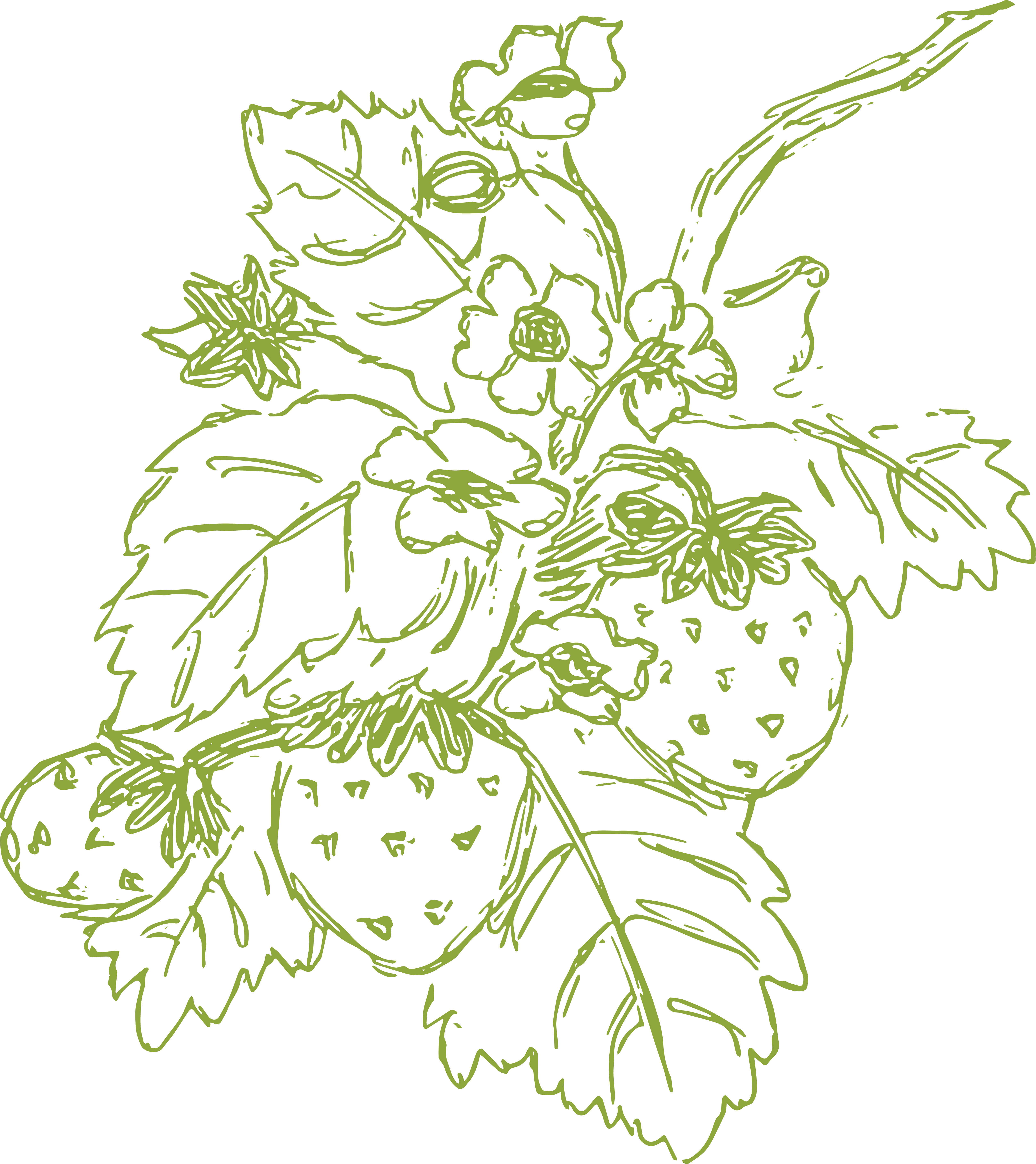Strawberries drawing