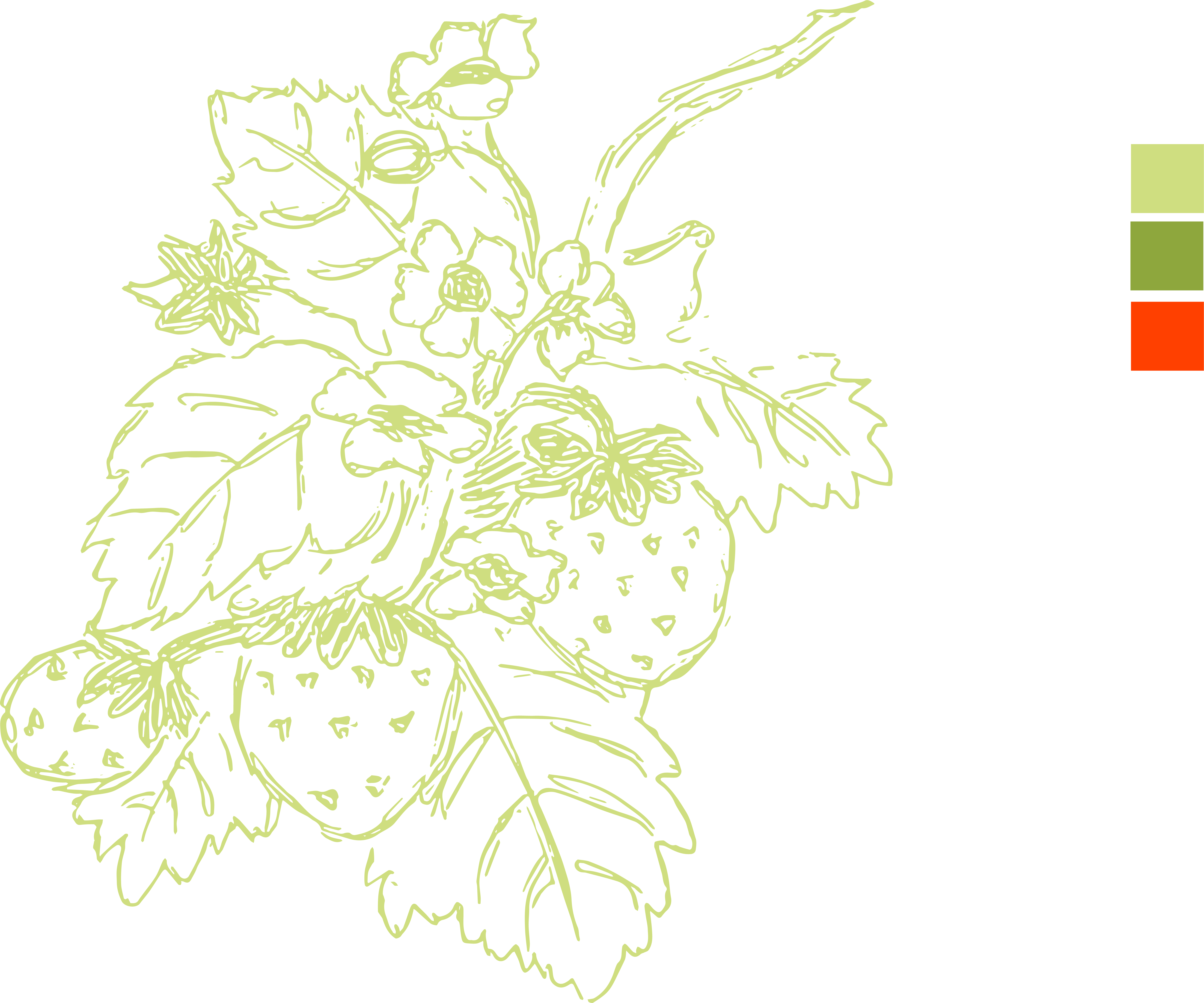 Light Green strawberries drawing