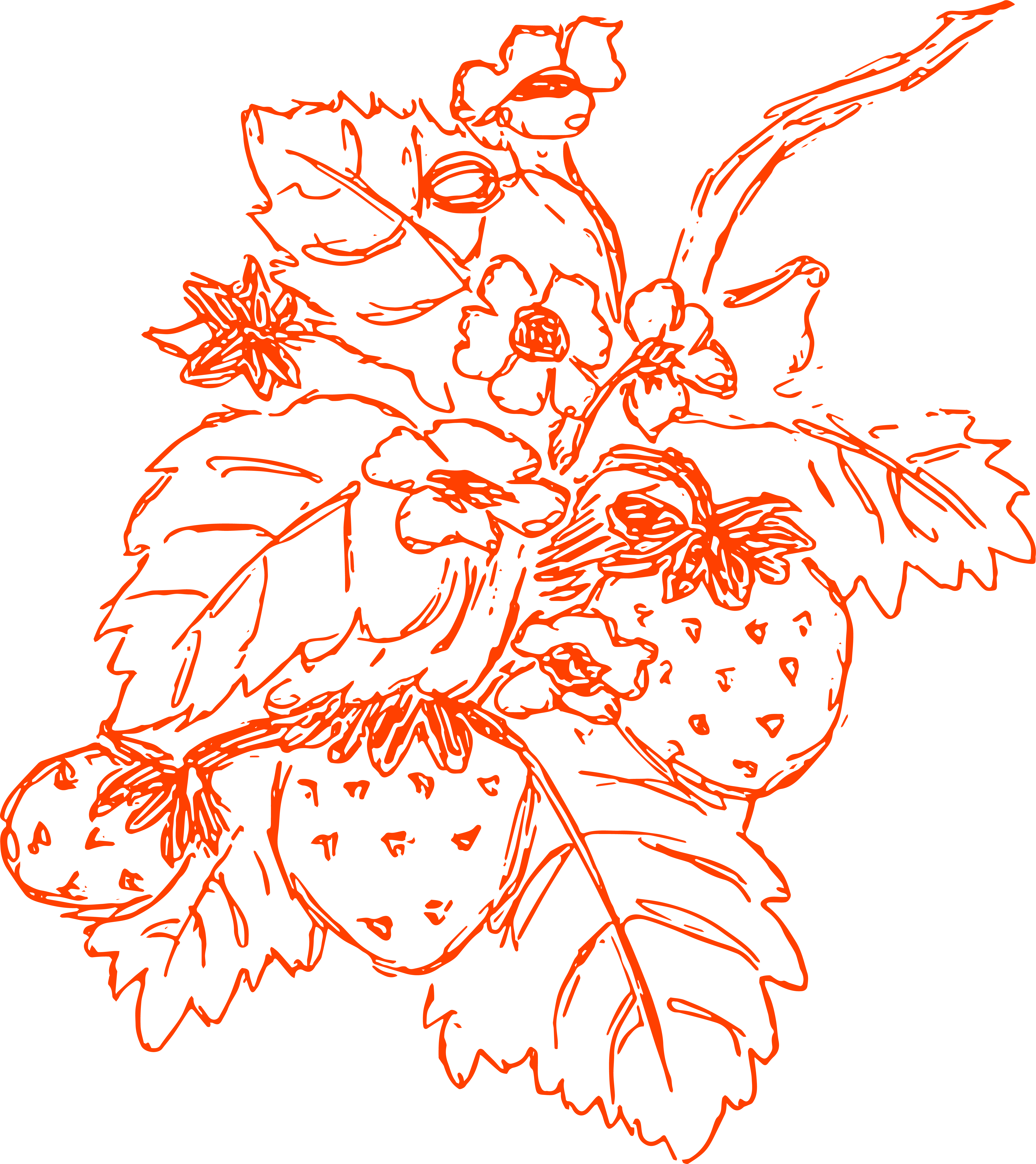 Red strawberry drawing