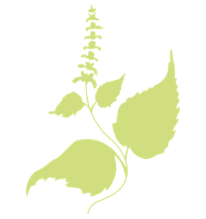 Light Green Herb Logo