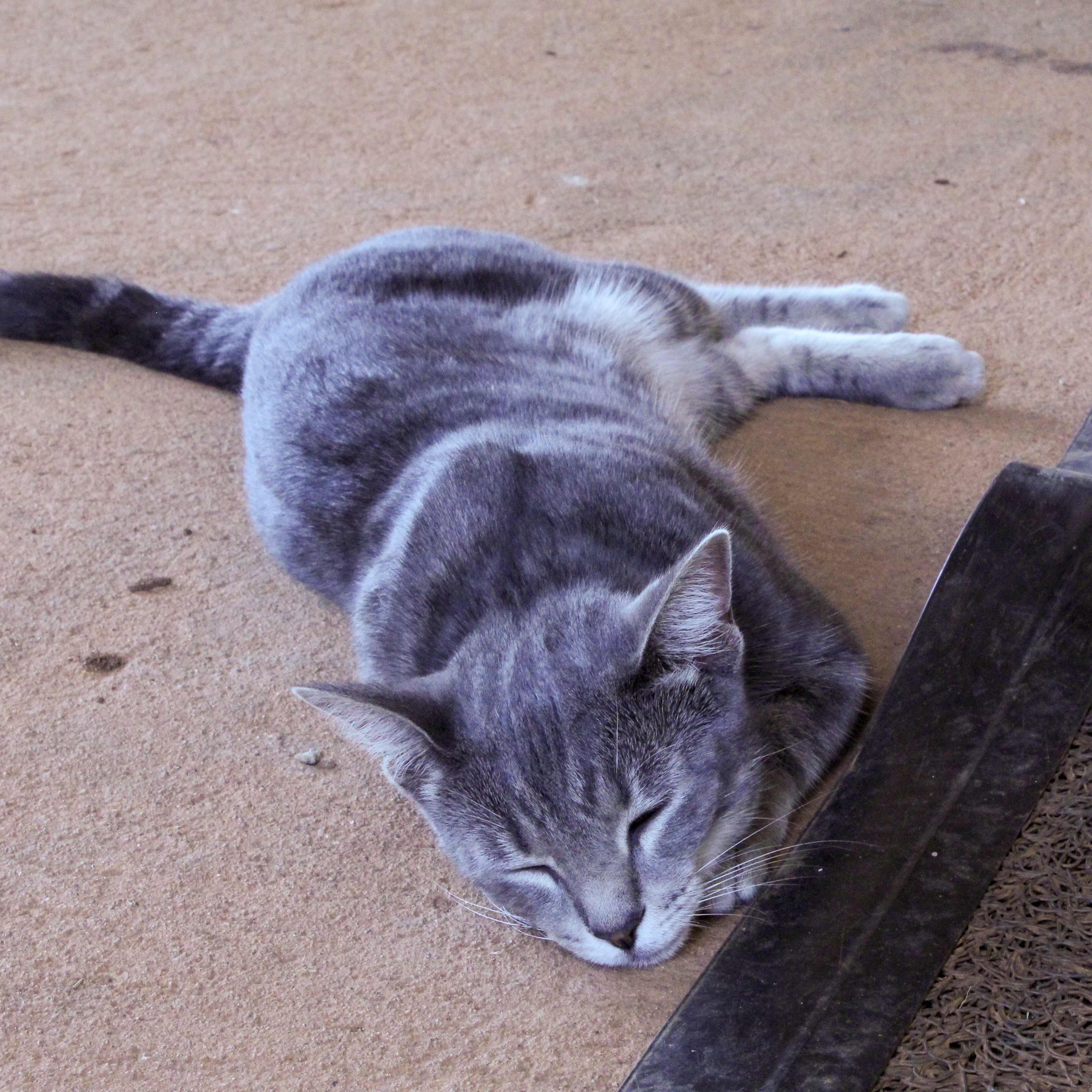UGArden Cat